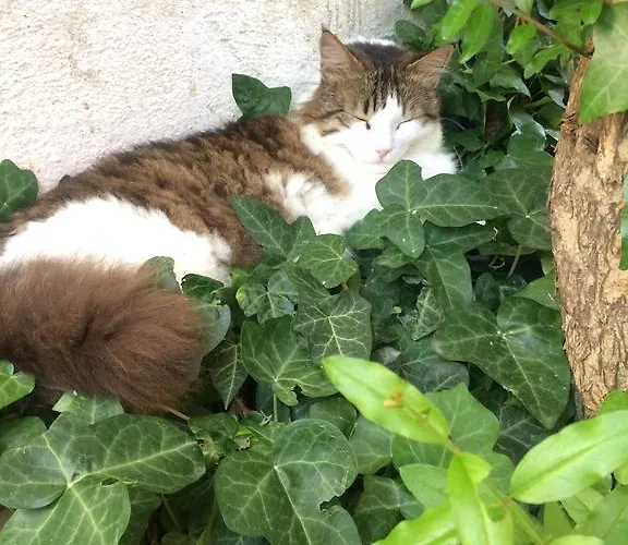 Ξενοδοχείο Doga Pension