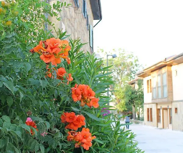 Doga Pension 3* Σιντέ