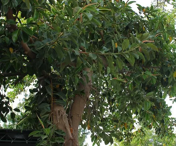 Doga Pension Ξενοδοχείο