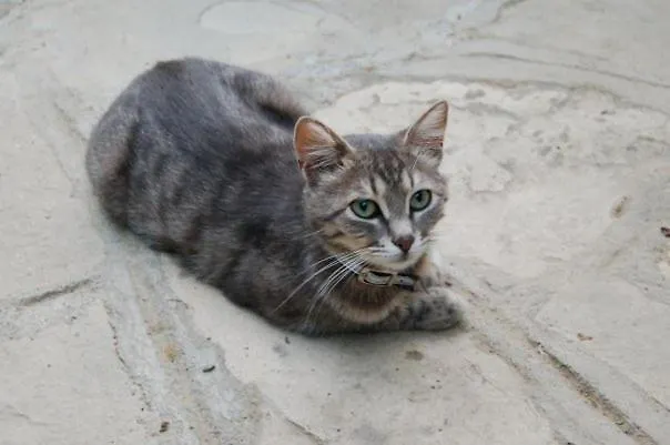 Doga Pension Σιντέ