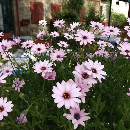 Doga Pension מלון 3*