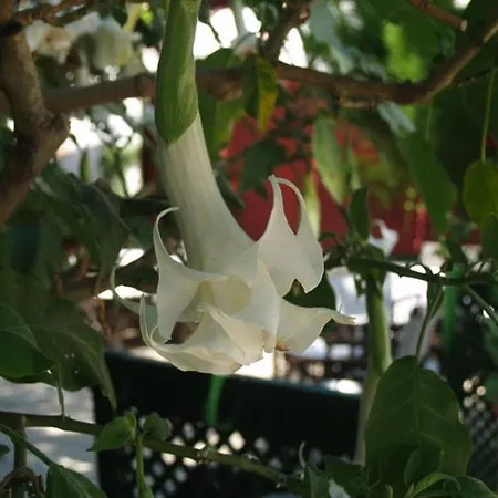 Doga Pension מלון סייד