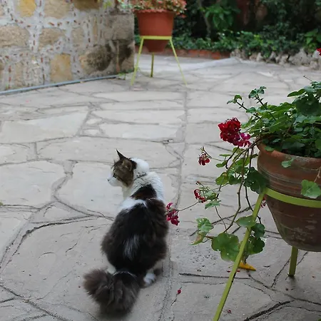 מלון Doga Pension סייד