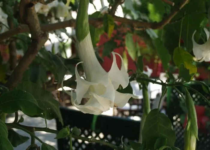 Doga Pension Hotel Side