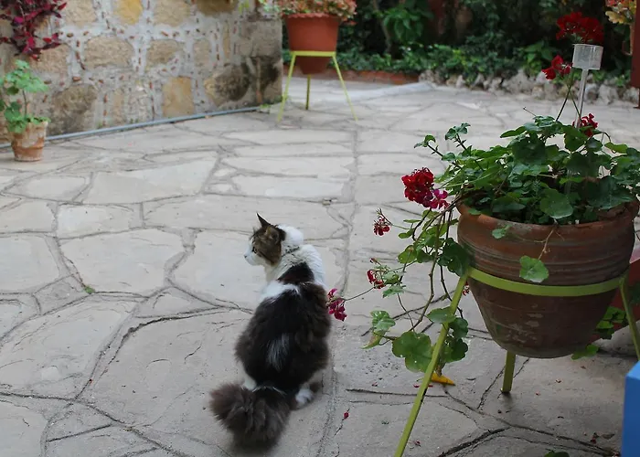 Hotel Doga Pension Side