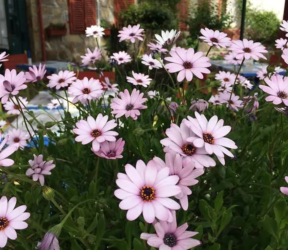 Doga Pension Hotel 3*